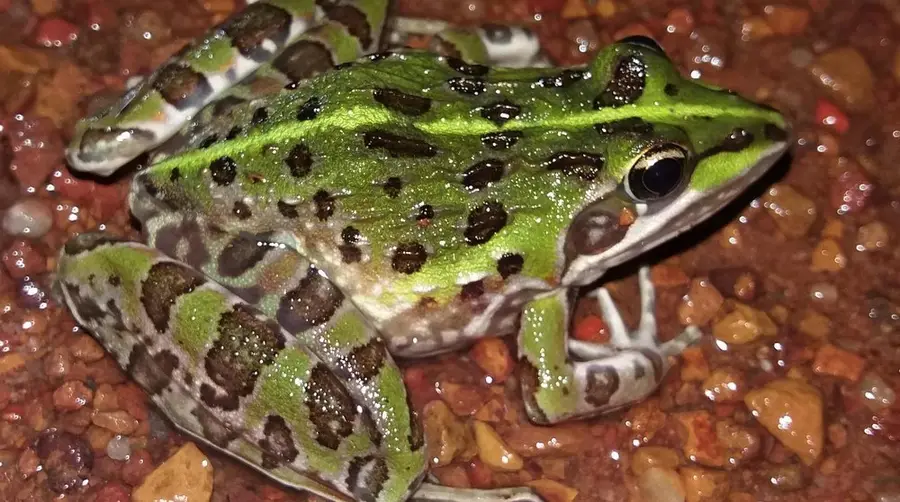 ضفدع الأنهار الشائع