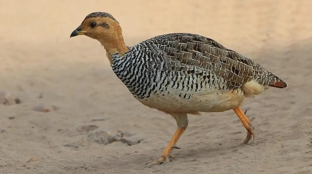 कोक़ी फ़्रैंकोलिन