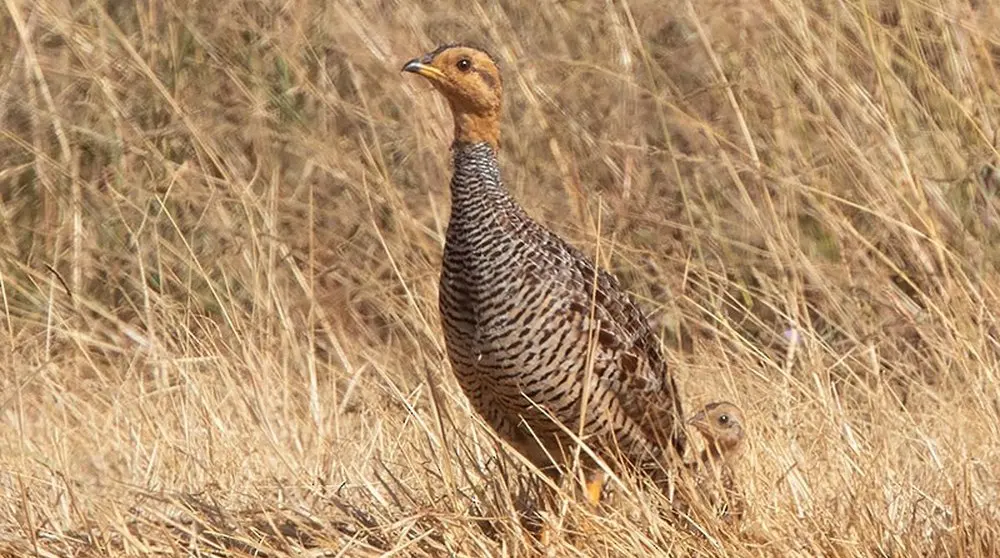 कोक़ी फ़्रैंकोलिन