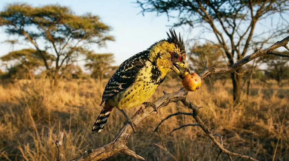 Kronen-Barbet