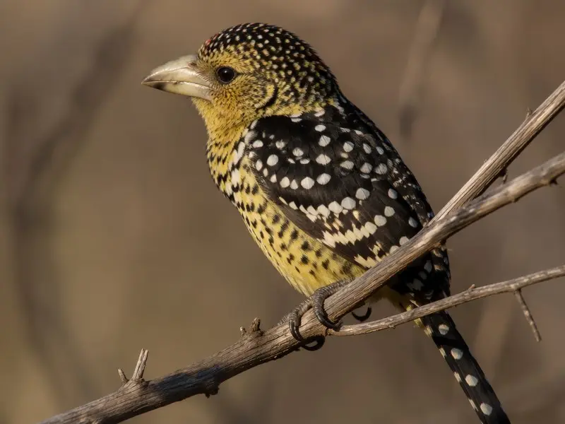 So entdeckst du den D’Arnaud-Bartvogel auf einer Afrika-Safari