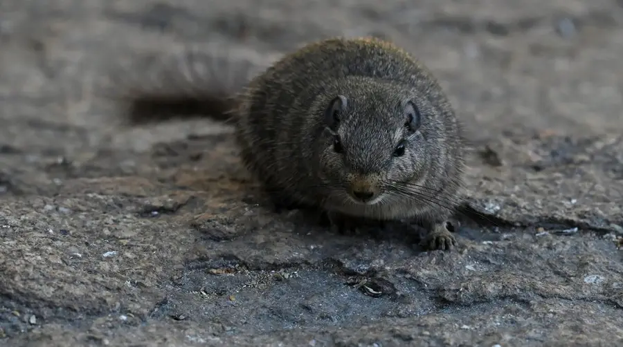 Dassie Rat