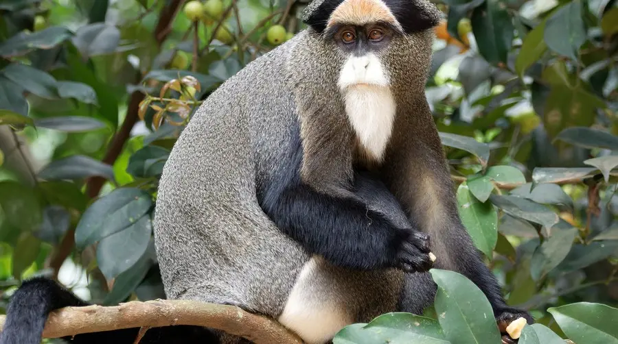 De Brazza's Monkey