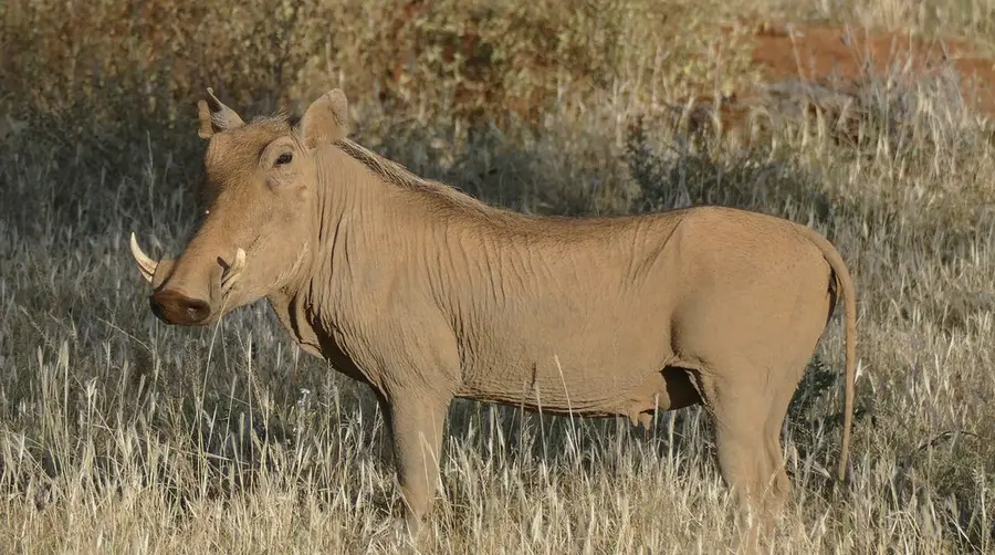 Desert Warthog