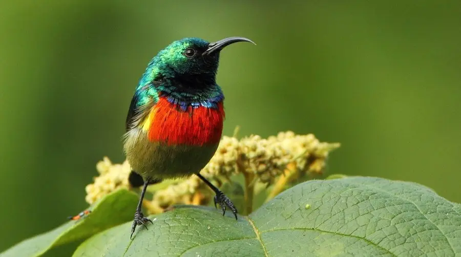 Eastern Double-collared Sunbird