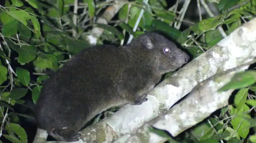 Eastern Tree Hyrax