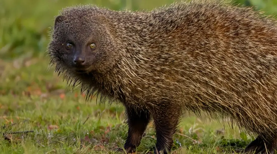 Egyptian Mongoose