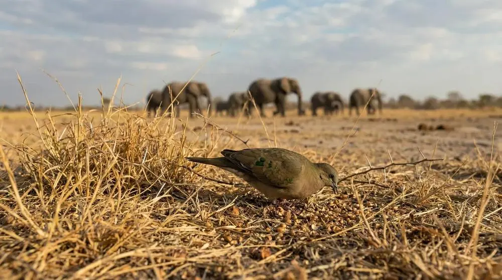 Eine Safari nach Etosha-Nationalpark planen