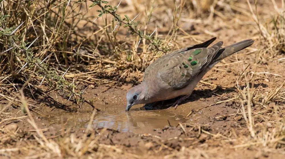 Eine Safari nach Hluhluwe-iMfolozi-Park planen