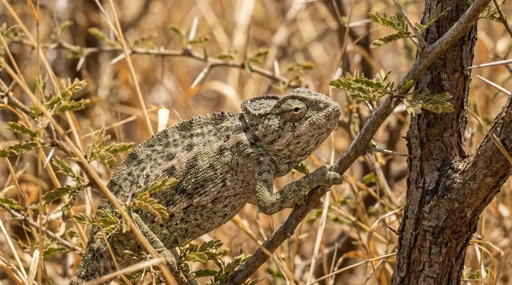 Camaleón de cuello plegable