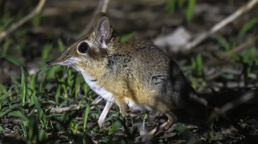 Four-toed Sengi