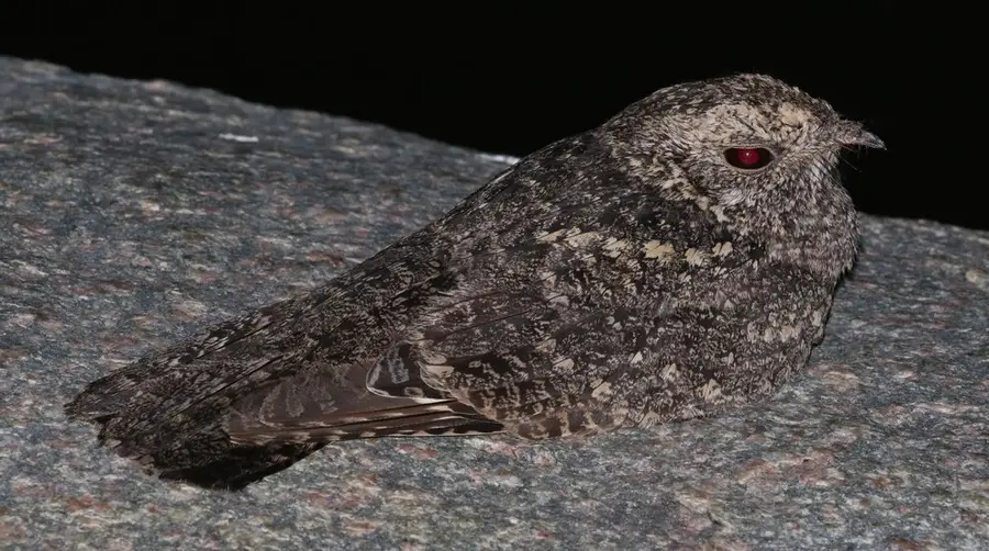 Freckled Nightjar