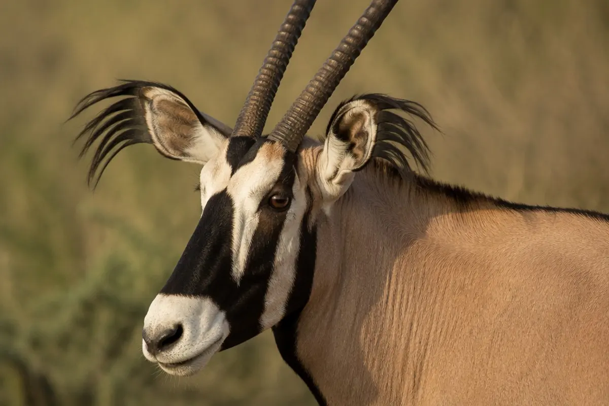 Fransenohr-Oryx