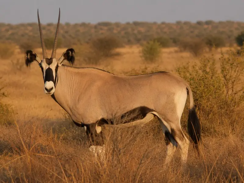 Fransenohr-Oryx