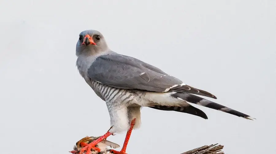Gabar Goshawk