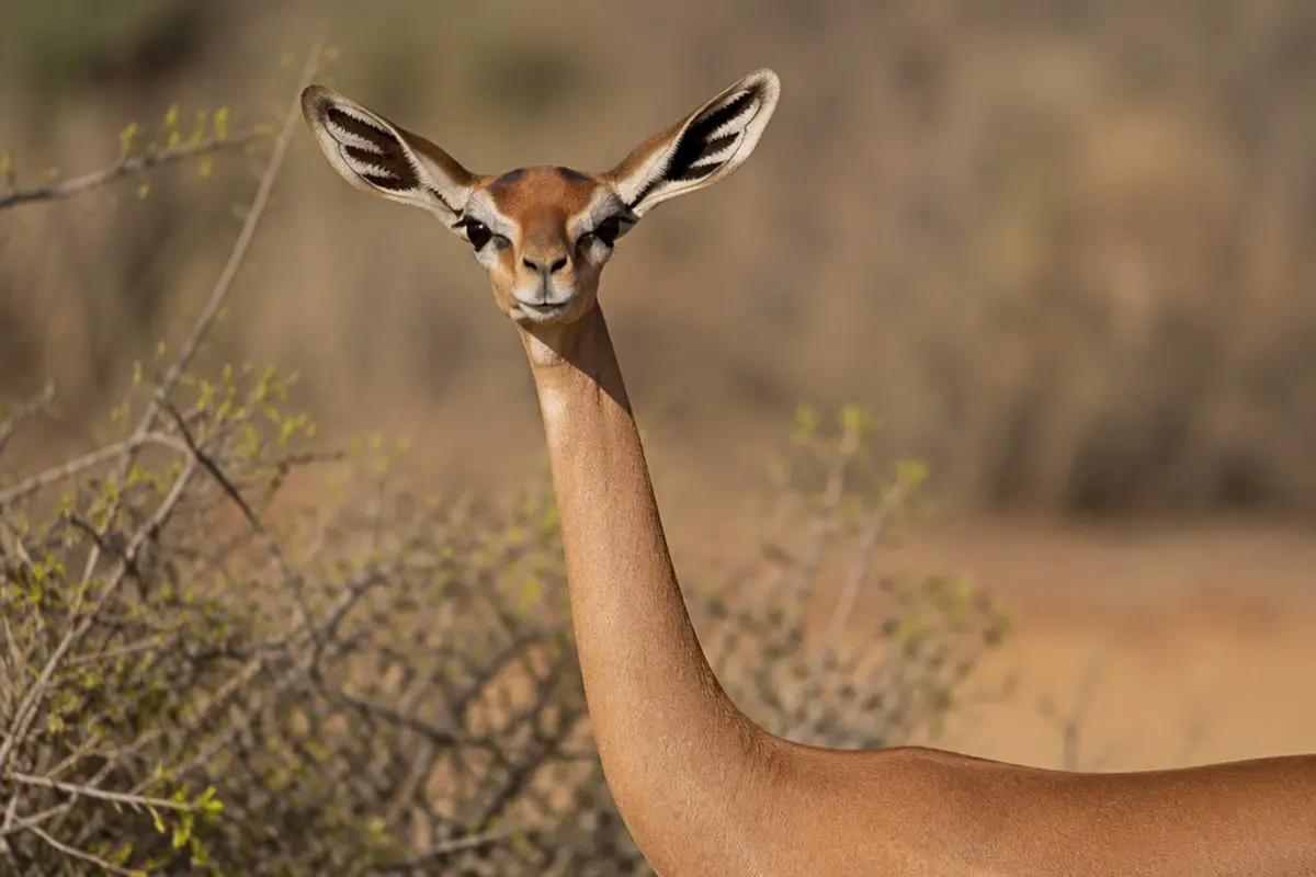 Giraffengazelle