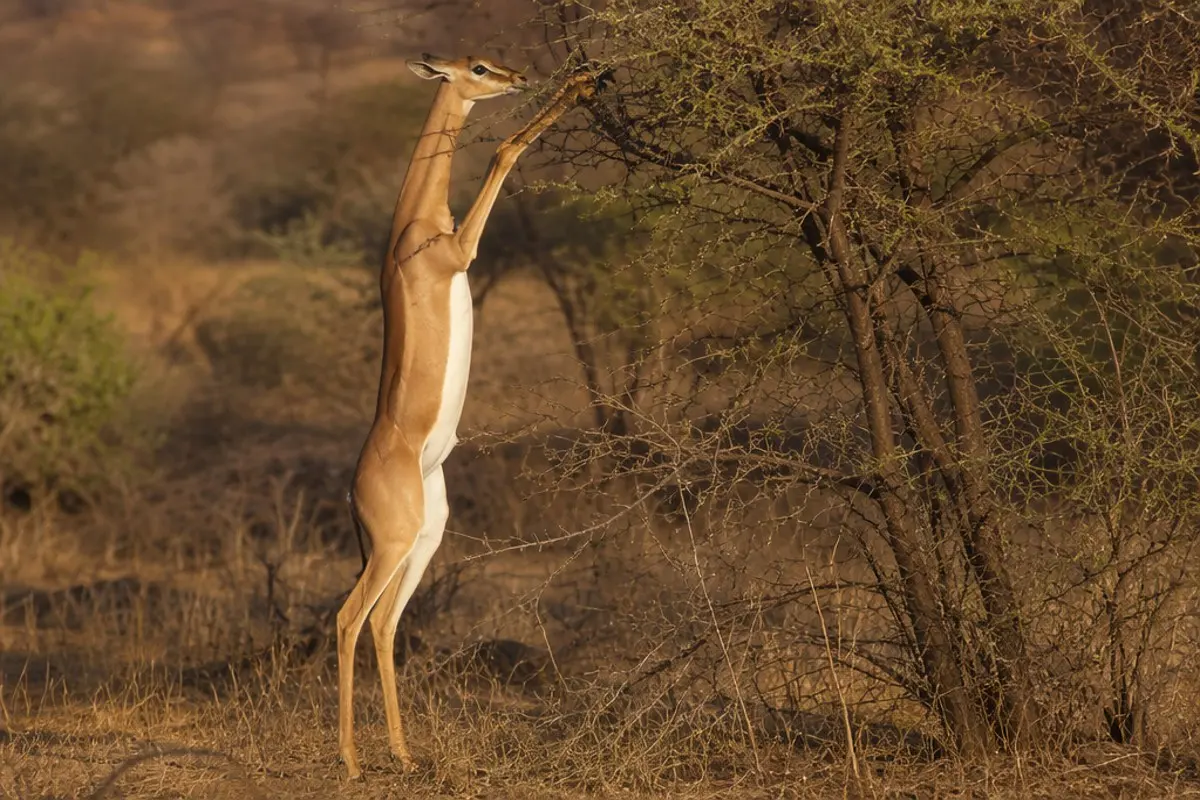 Giraffengazelle