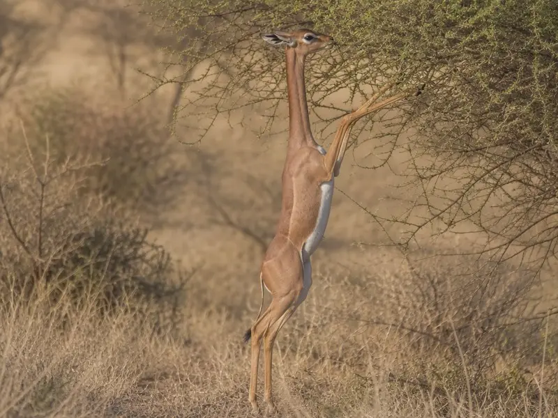 Giraffengazelle