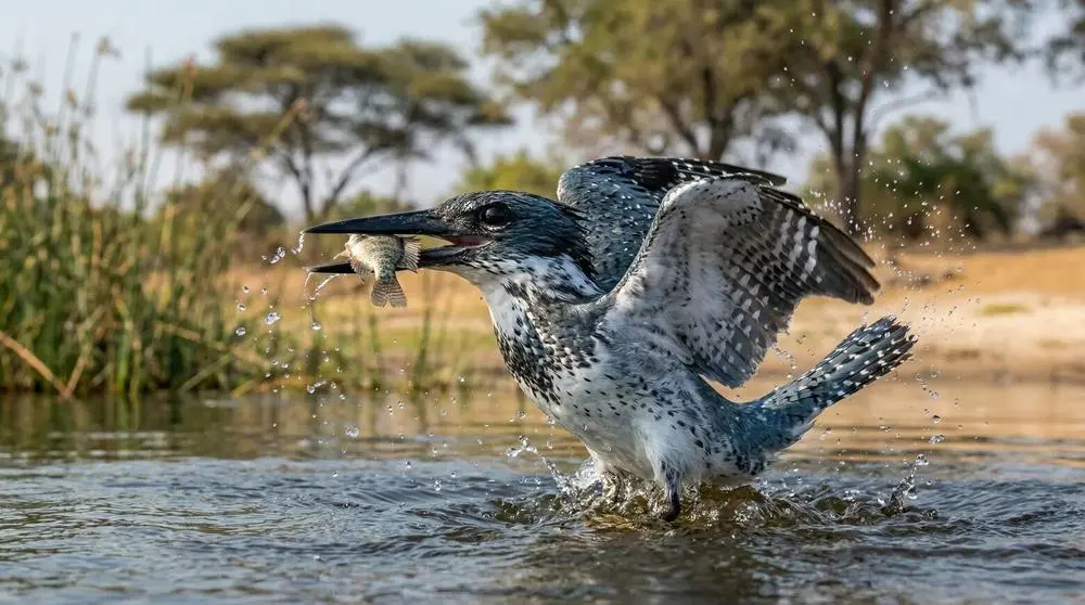 Rieseneisvogel
