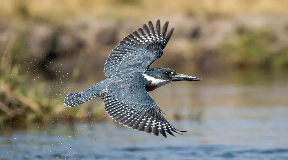 Rieseneisvogel
