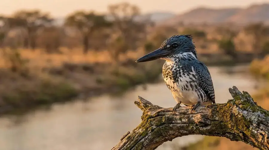 Rieseneisvogel