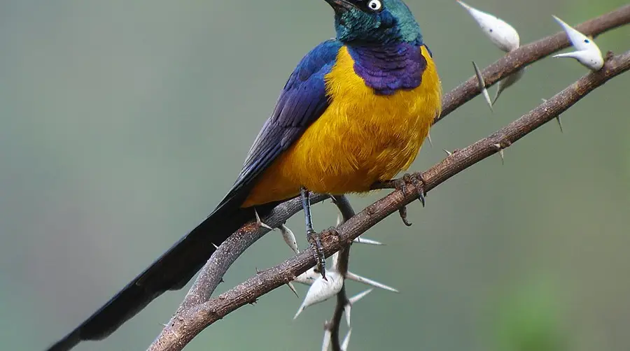 Golden-breasted Starling