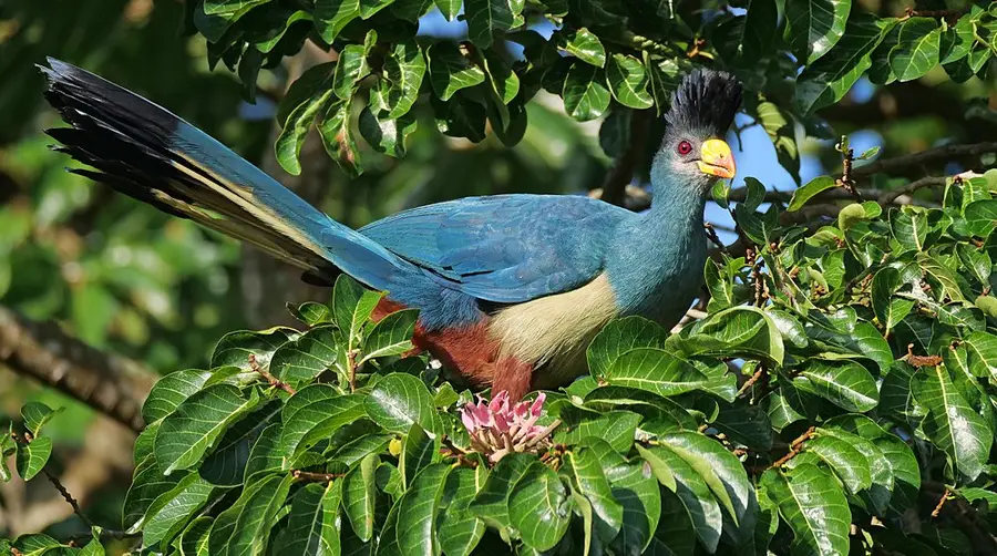 Great Blue Turaco