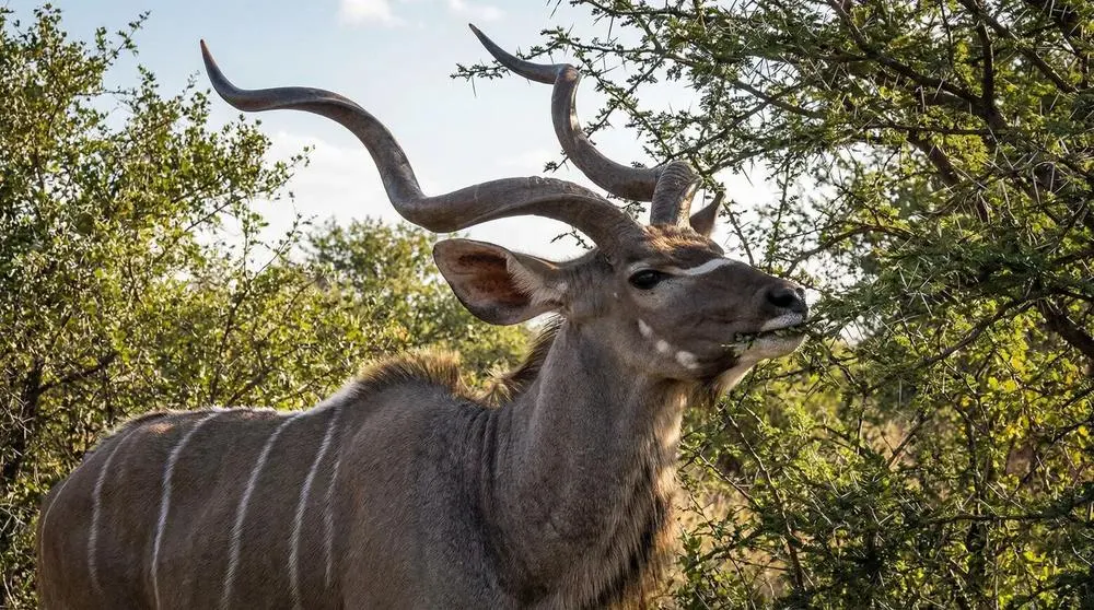 Großer Kudu