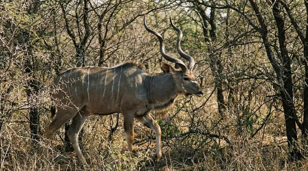 Großer Kudu