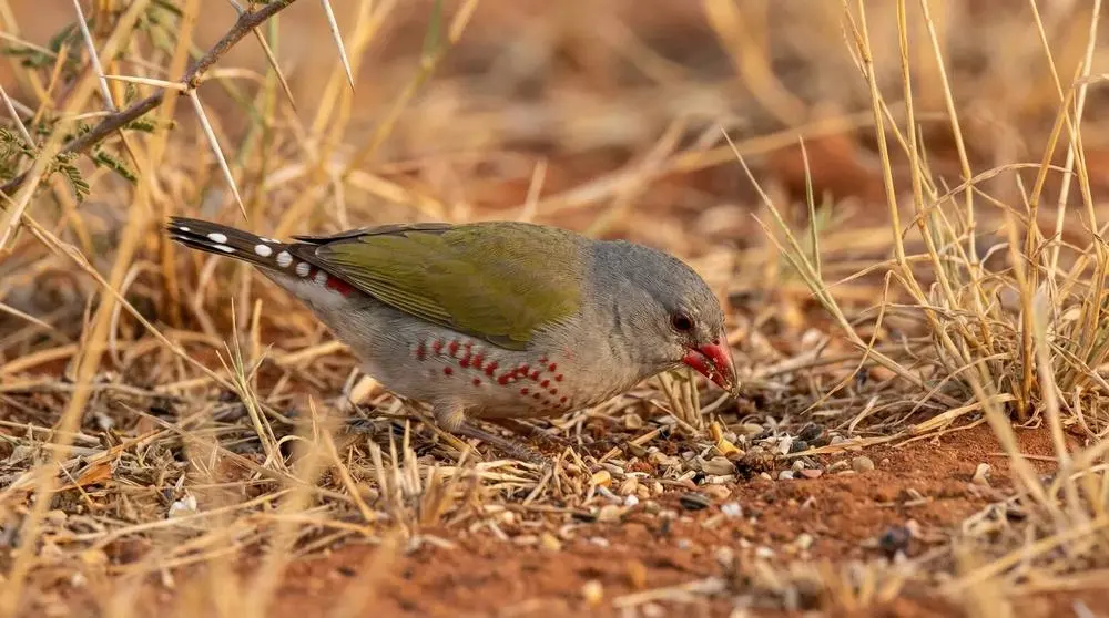 Green-winged Pytilia