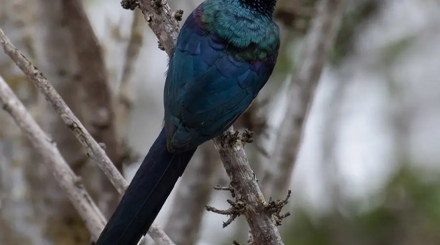 아프리카 사파리에서 Green Wood Hoopoe 찾는 법