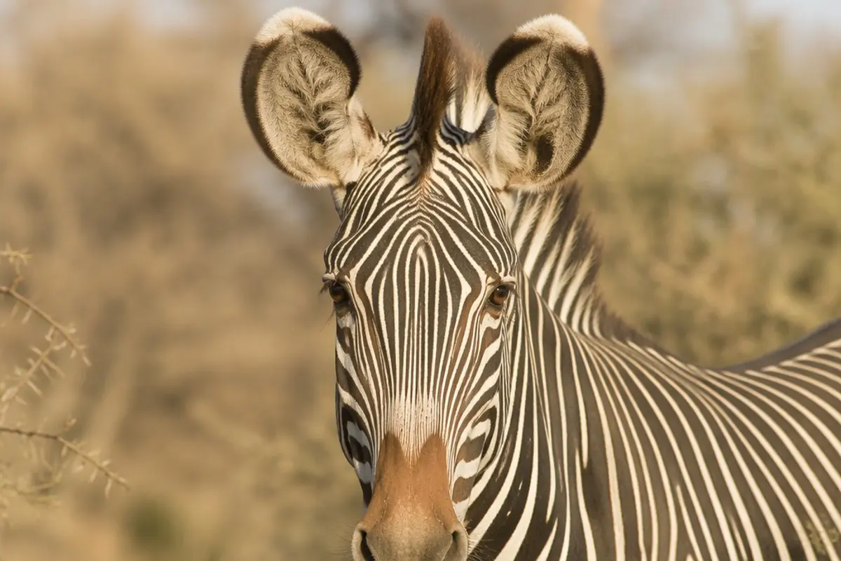 Grevyzebra