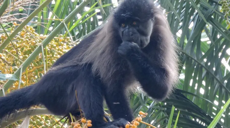 アフリカのサファリでホオジロマンガベイを見つける方法