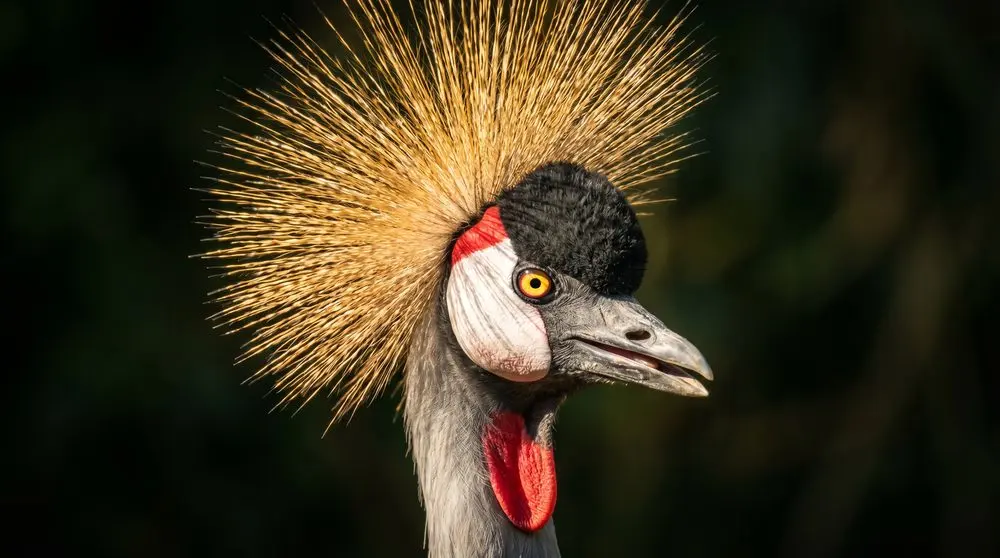 Grulla Coronada Gris
