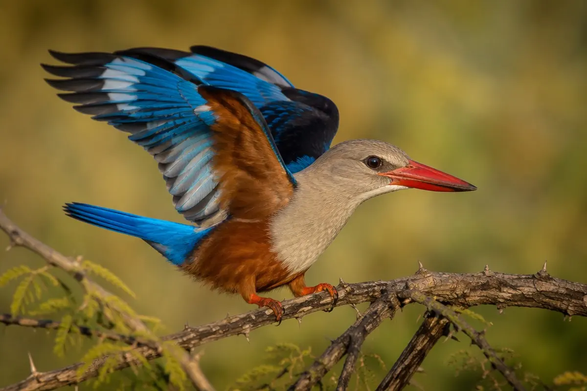 Grey-headed Kingfisher
