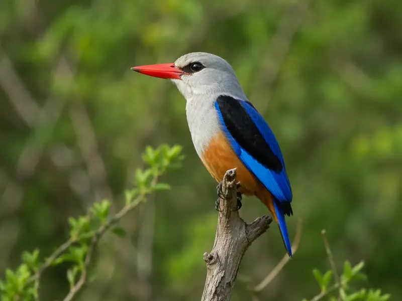 So entdeckst du den Graukopfliest auf einer Afrika-Safari