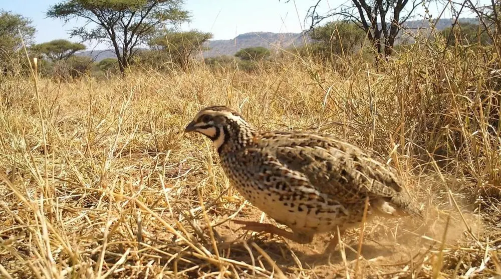 Harlequin Quail