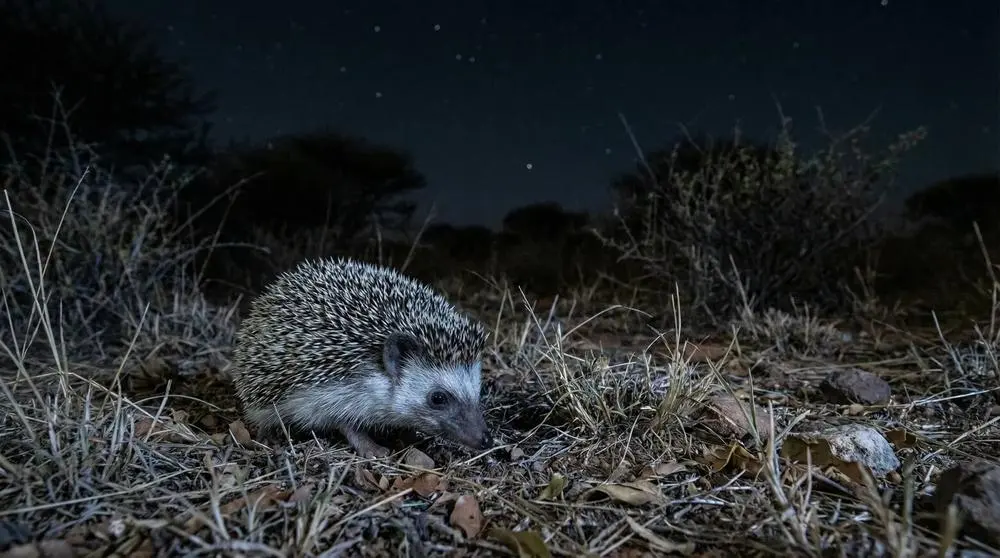 Igel