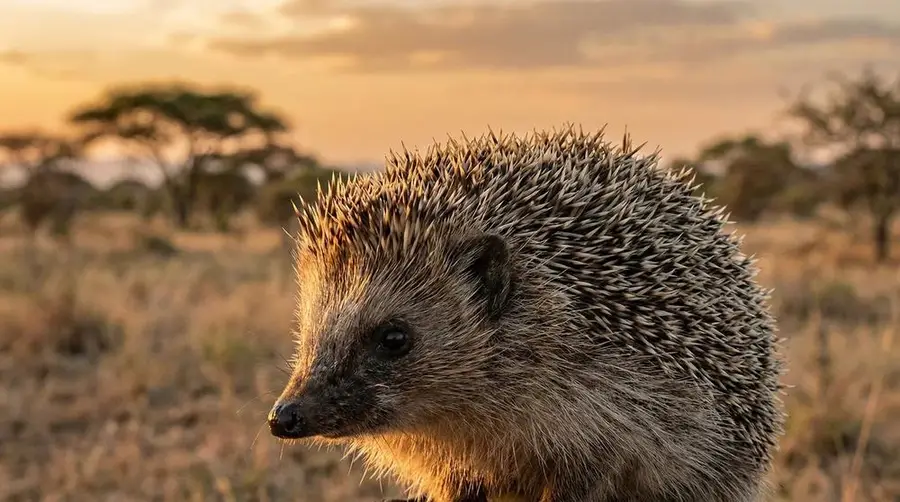 Igel