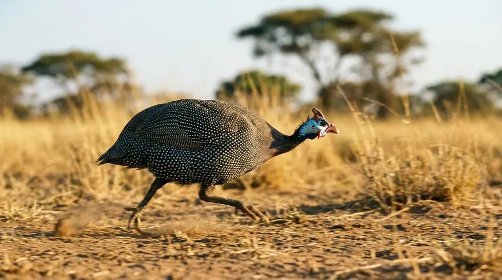 Top-Wildtiere in Meru-Nationalpark