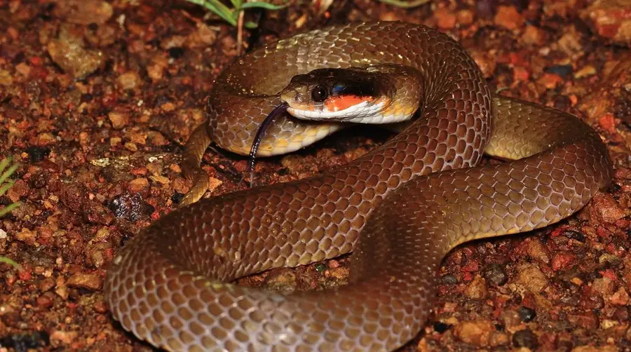 Herald Snake