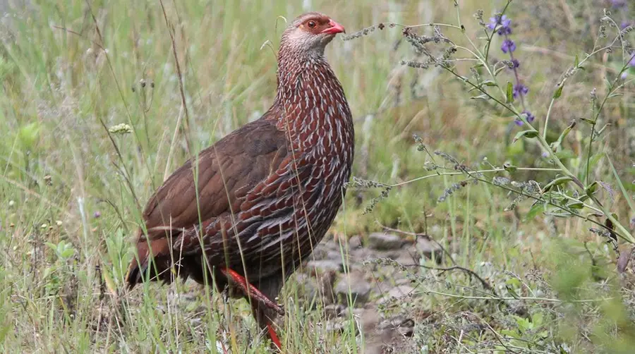 Jackson's Francolin