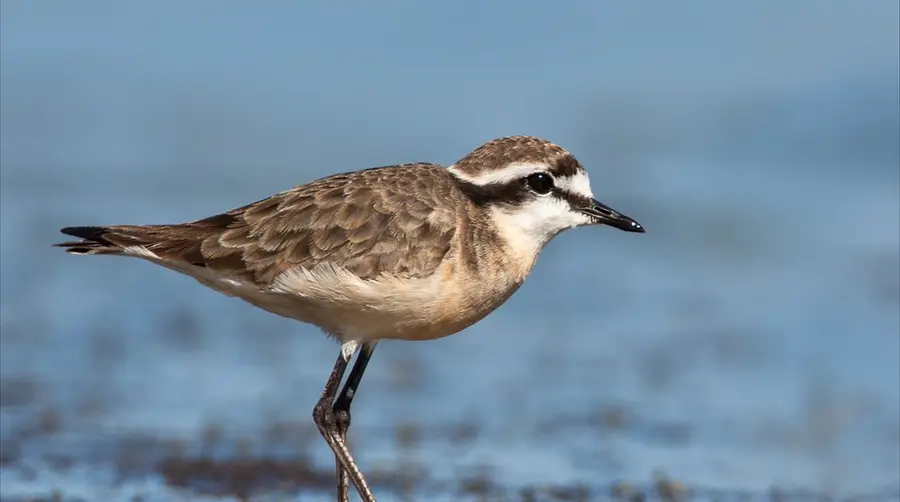 Kittlitz's Plover