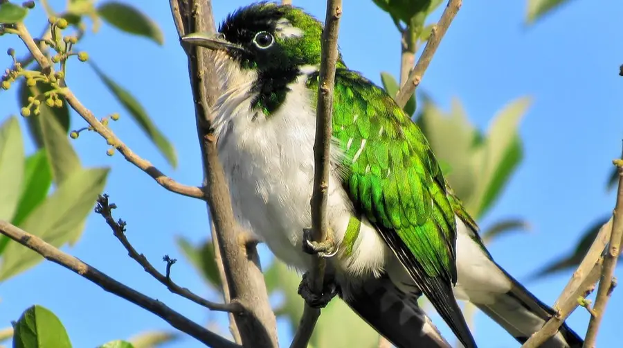 Klaas's Cuckoo