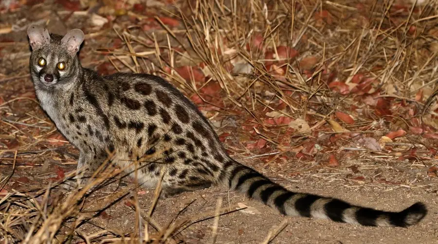 Large-spotted Genet