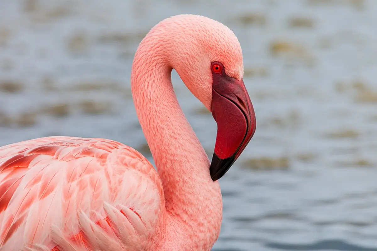 Zwergflamingo