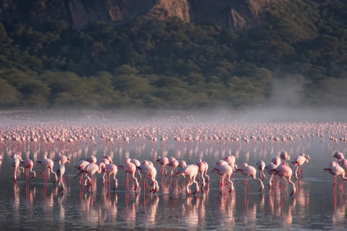 Zwergflamingo