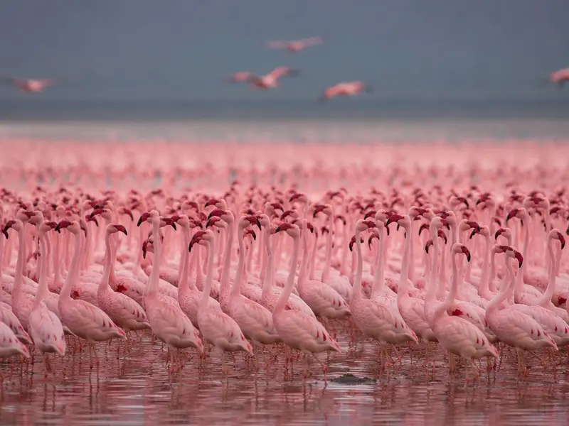 Zwergflamingo