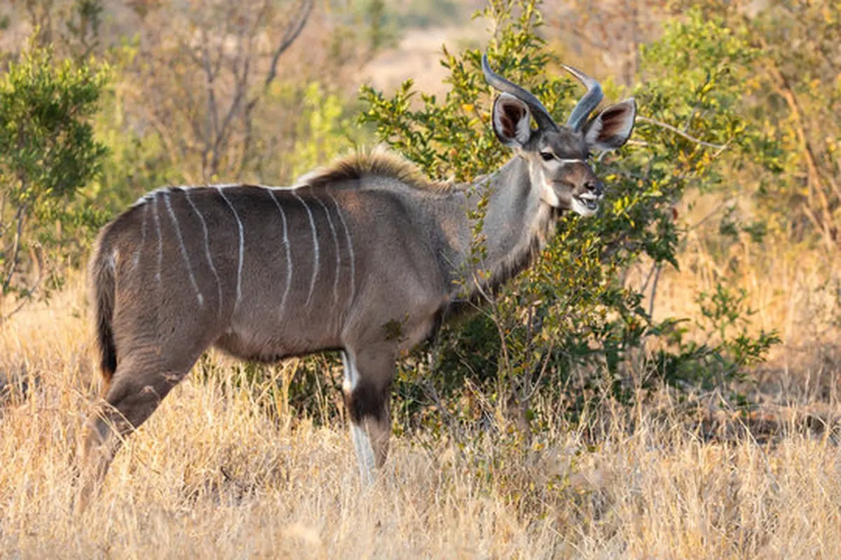 Kleiner Kudu