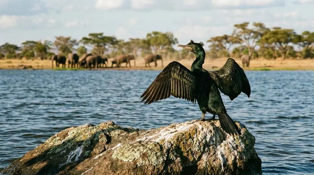 ¿Es Uganda seguro para los viajeros de safari?